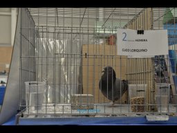 Concurso de Palomas 2012